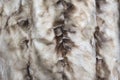 Brown and white mink natural fur background texture design, animal fell Royalty Free Stock Photo