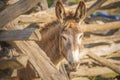 Brown and White Mule or Donkey with Rustic Wooden Fence Royalty Free Stock Photo