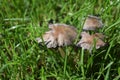 Brown, white mushrooms in garden. Royalty Free Stock Photo