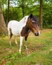 Brown and white New Forest pony horse in sunrise landscape