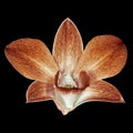 Brown white orchid flower black background. Flower bud close-up. Royalty Free Stock Photo