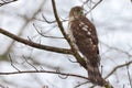 Brown and white owl perched on a tree branch. Royalty Free Stock Photo