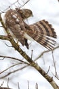 Brown and white owl perched on a tree branch. Royalty Free Stock Photo