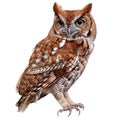 A Brown and White Owl With Yellow Eyes Looking To The Left Royalty Free Stock Photo