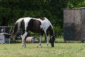 Brown and white paint horse grazing Royalty Free Stock Photo