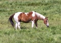 A brown and white paint horse walking in a pasture in Edwards, Colorado. Royalty Free Stock Photo