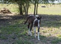 Brown and white painted colt walking in the shade