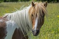Head shot of a Palomino Shetland Pony with the long mane. Royalty Free Stock Photo