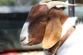 Brown and White Pet Goat Royalty Free Stock Photo