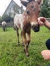 Brown white piebald foal