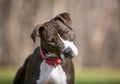 A Pit Bull Terrier mixed breed dog listening with a head tilt