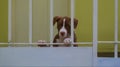 Brown and white pit bull puppy behind gate Royalty Free Stock Photo