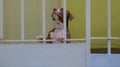 Brown and white pit bull puppy behind gate Royalty Free Stock Photo