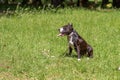 Brown and white pit bull sits on the grass Royalty Free Stock Photo