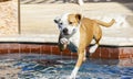 Brown and white pitbull jumping into the pool