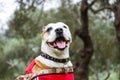 Brown and white pitbull mix, dog lying down and smiling in the park Royalty Free Stock Photo