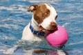 Brown and white pitbull swimming in the pool