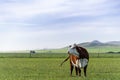 brown and white Polled Hereford in a field. Hills, sky and grass. Royalty Free Stock Photo