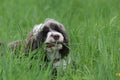 Dog Eating Grass in Springtime Royalty Free Stock Photo