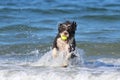 Water dog Playing with a Ball in the Ocean Royalty Free Stock Photo