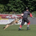 a dog trying to catch a ball while someone attempts it Royalty Free Stock Photo