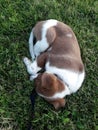 Brown and white puppy sleeping in the grass Royalty Free Stock Photo