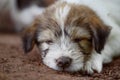 Brown white puppy sleeping on the ground in summer season Royalty Free Stock Photo