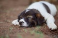 Brown white puppy sleeping on the ground in summer season Royalty Free Stock Photo