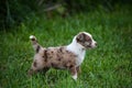 a brown and white puppy stands in a grass area by itself Royalty Free Stock Photo