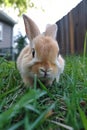Brown and White Rabbit in Grass Royalty Free Stock Photo
