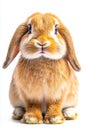 A brown and white rabbit sitting on a white background Royalty Free Stock Photo