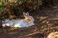 Brown and white rabbit sleep on grass