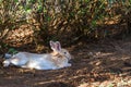 Brown and white rabbit  sleep on grass Royalty Free Stock Photo