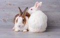 Brown and white rabbit stay with white rabbit on gray wooden pattern background Royalty Free Stock Photo