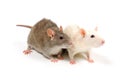 Brown and white rat in front of white background Royalty Free Stock Photo