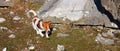 Brown and white russel jack puppy