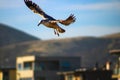 A brown and white seagull in flight surrounded by beachfront homes and majestic mountain ranges and blue sky with clouds Royalty Free Stock Photo