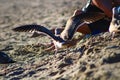 A brown and white seagull walking along the beach near people spreading its wings at Marina Park Beach Royalty Free Stock Photo