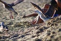 A brown and white seagull walking along the beach near people spreading its wings and opening its mouth Royalty Free Stock Photo