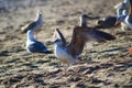 A brown and white seagull walking along the beach near people spreading its wings and opening its mouth Royalty Free Stock Photo