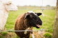 Brown and a white sheep behind a fence with barbed wire Royalty Free Stock Photo