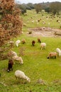Brown and white sheep grazing on the green field. Royalty Free Stock Photo