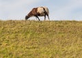 Brown and white sheep grazing on top of a dike. Royalty Free Stock Photo