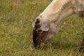 Brown and white sheep head grazing in a green meadow Royalty Free Stock Photo