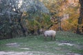 Brown-white sheep pasturing and walking with trees in background near country road in meadow in forest in autumn. Farmer Royalty Free Stock Photo