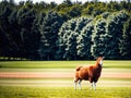 A brown and white sheep standing in a green field with trees in the background. Royalty Free Stock Photo