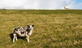 Brown and white sheep standing on the slope of a Royalty Free Stock Photo