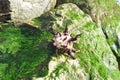 Brown and white shell on rock covered in seaweed Royalty Free Stock Photo