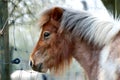 Brown White Shetland Pony Royalty Free Stock Photo