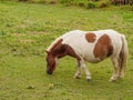 Brown and white shetland pony in field Royalty Free Stock Photo